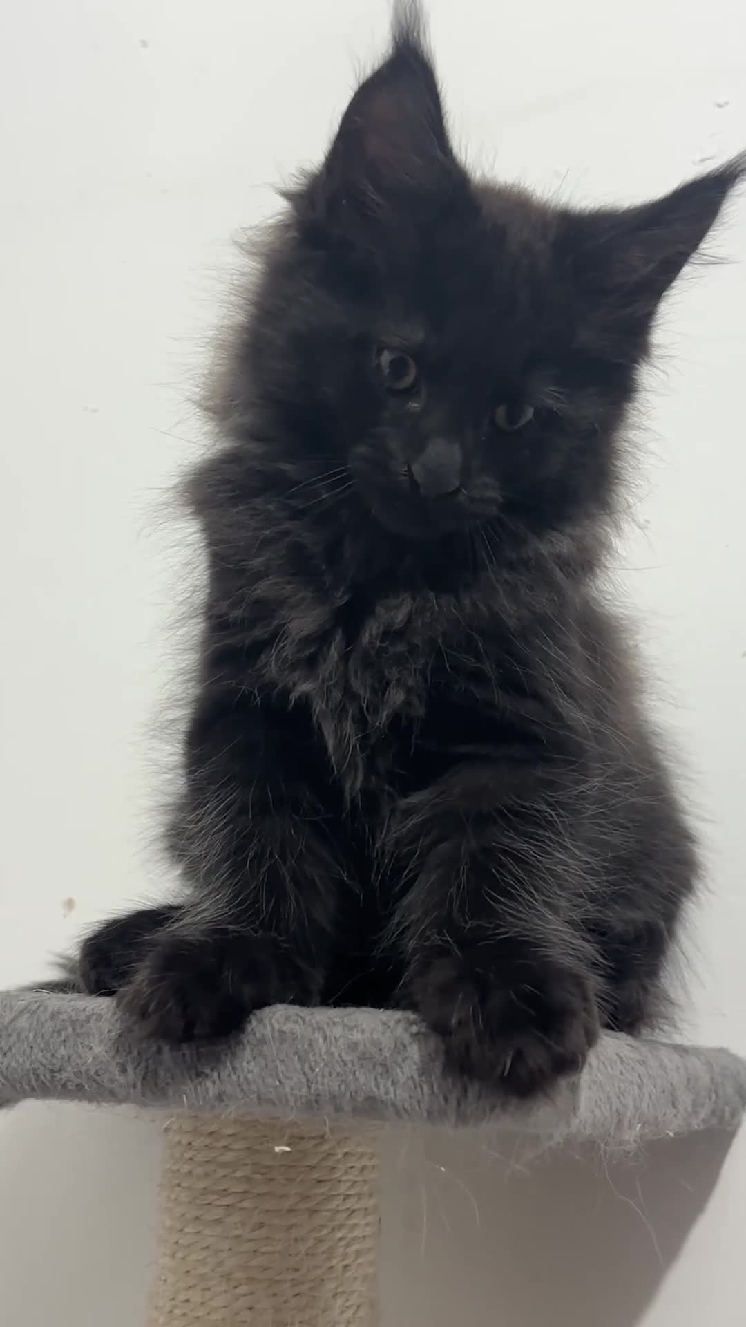 Maine Coon cats for sale: XXL RUSSIAN MAINE COON KITTENS - Video 5
