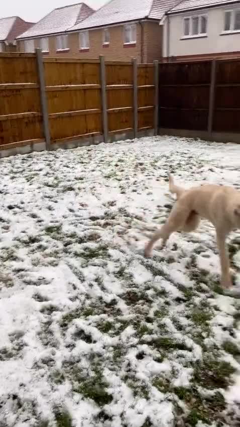 Mixed Breed dogs for sale: HuskyDoodle and Bullmastiff in Haverhill - Video 1
