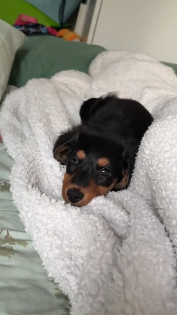 Miniature Dachshund dogs for sale: Miniature dachshund girl - Video 1