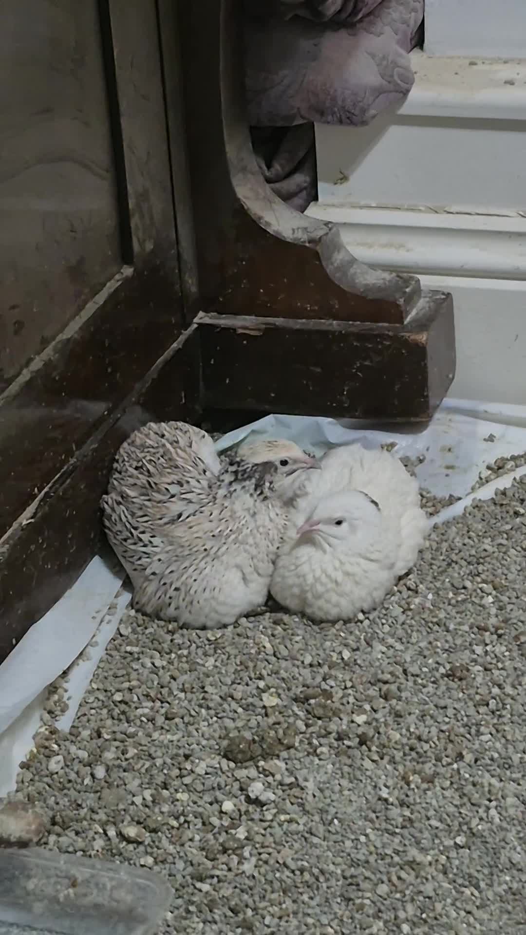 Quail poultry for sale: Quail  in London - Video 1