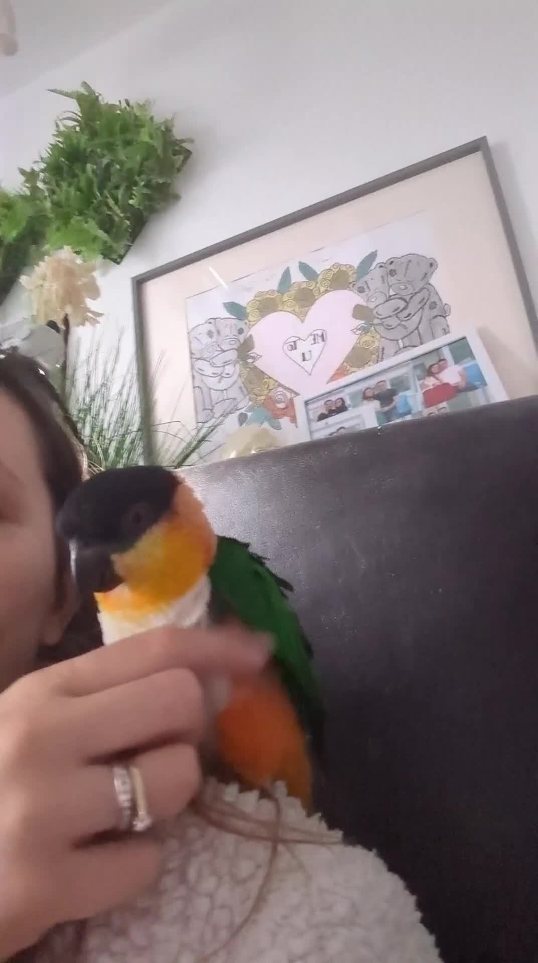Parrots birds for sale: Black headed caique silly tamed babies - Video 4