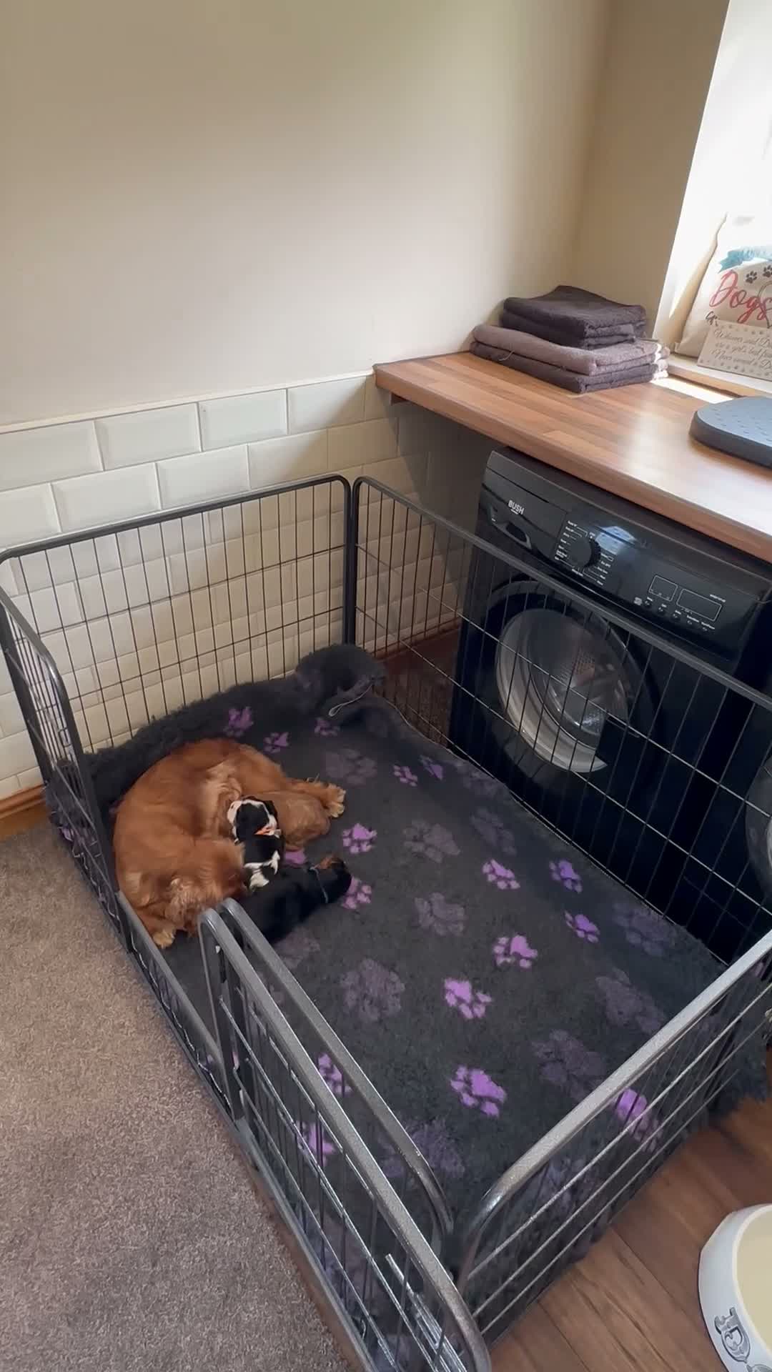 Cavalier King Charles Spaniel dogs for sale: * KC Reg Health Tested Puppies *  - Video 1