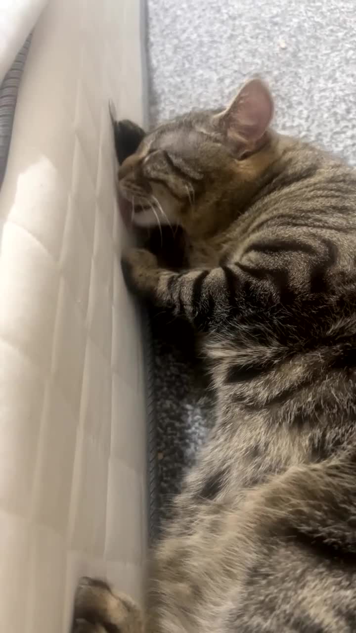 Domestic Shorthair cats for sale: MALE FOR FREE - Video 1