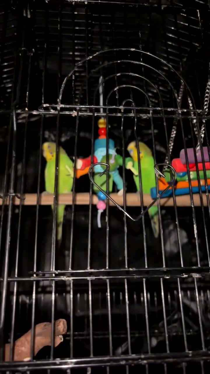 Budgerigars birds for sale: 1 yr old Budgies with Cage  - Video 1