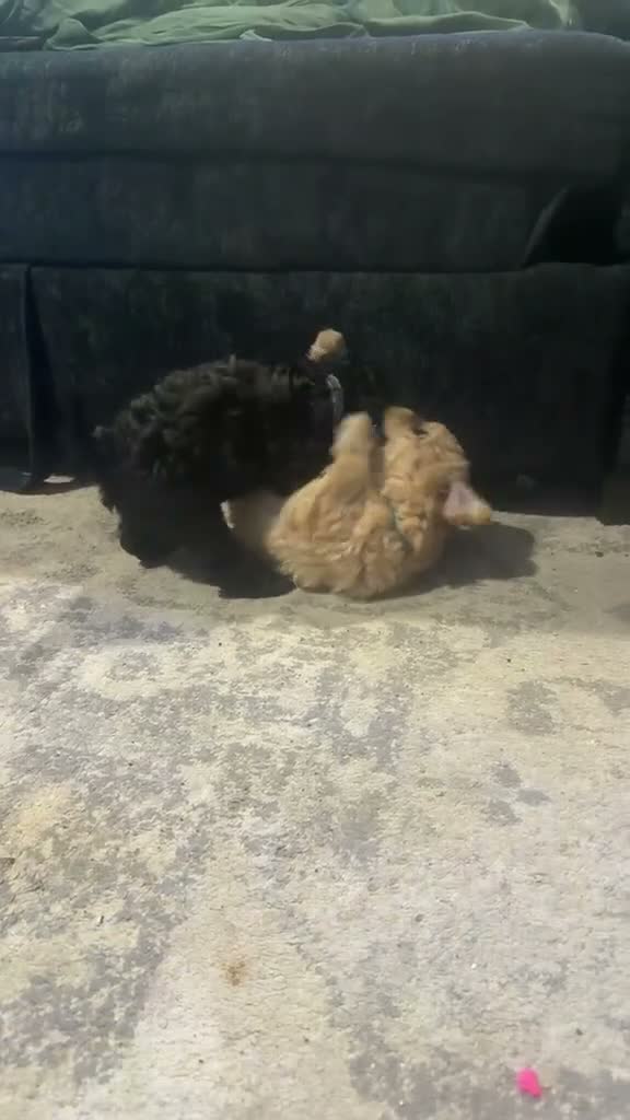 Mixed Breed dogs for sale: 1 black beautiful Poochon puppy left - Video 2