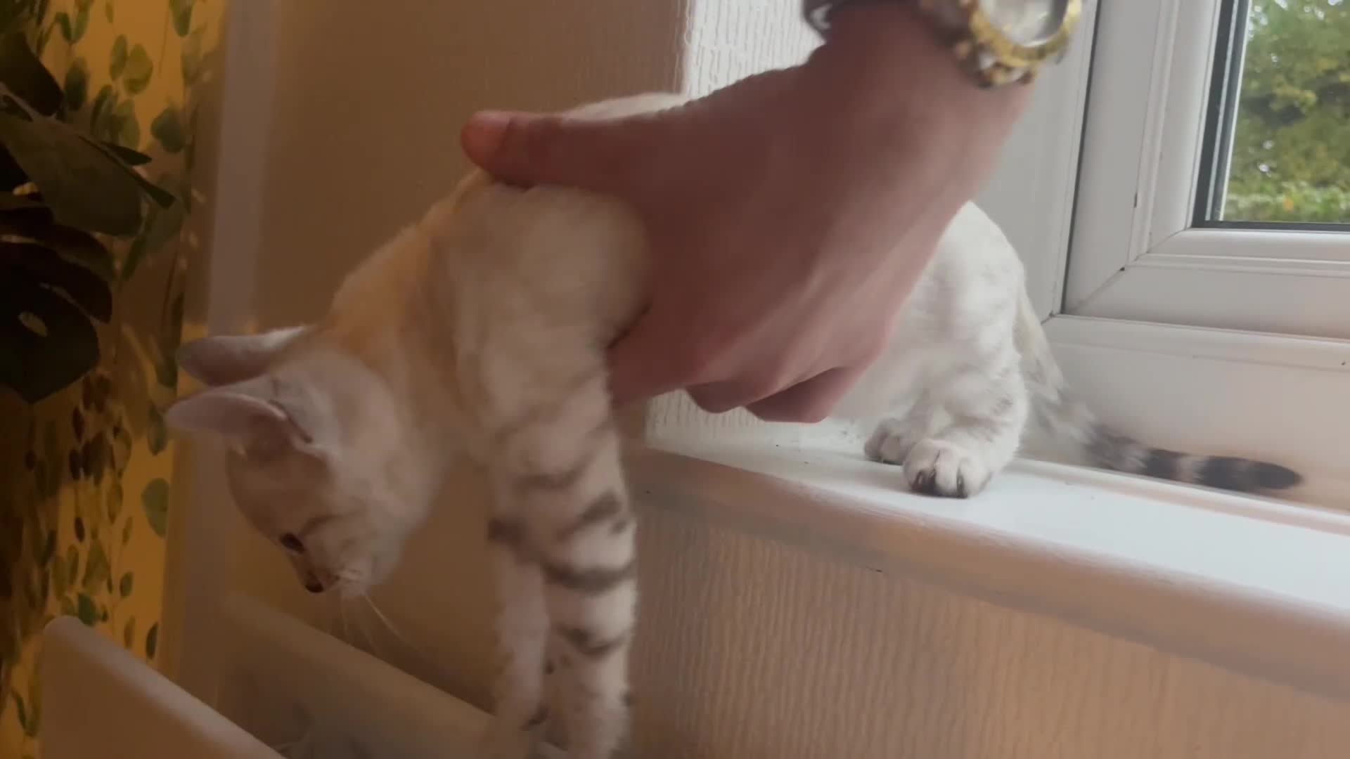 Bengal cats for sale: 3 Bengal kittens are looking for a new home 🏠 🐾 - Video 1