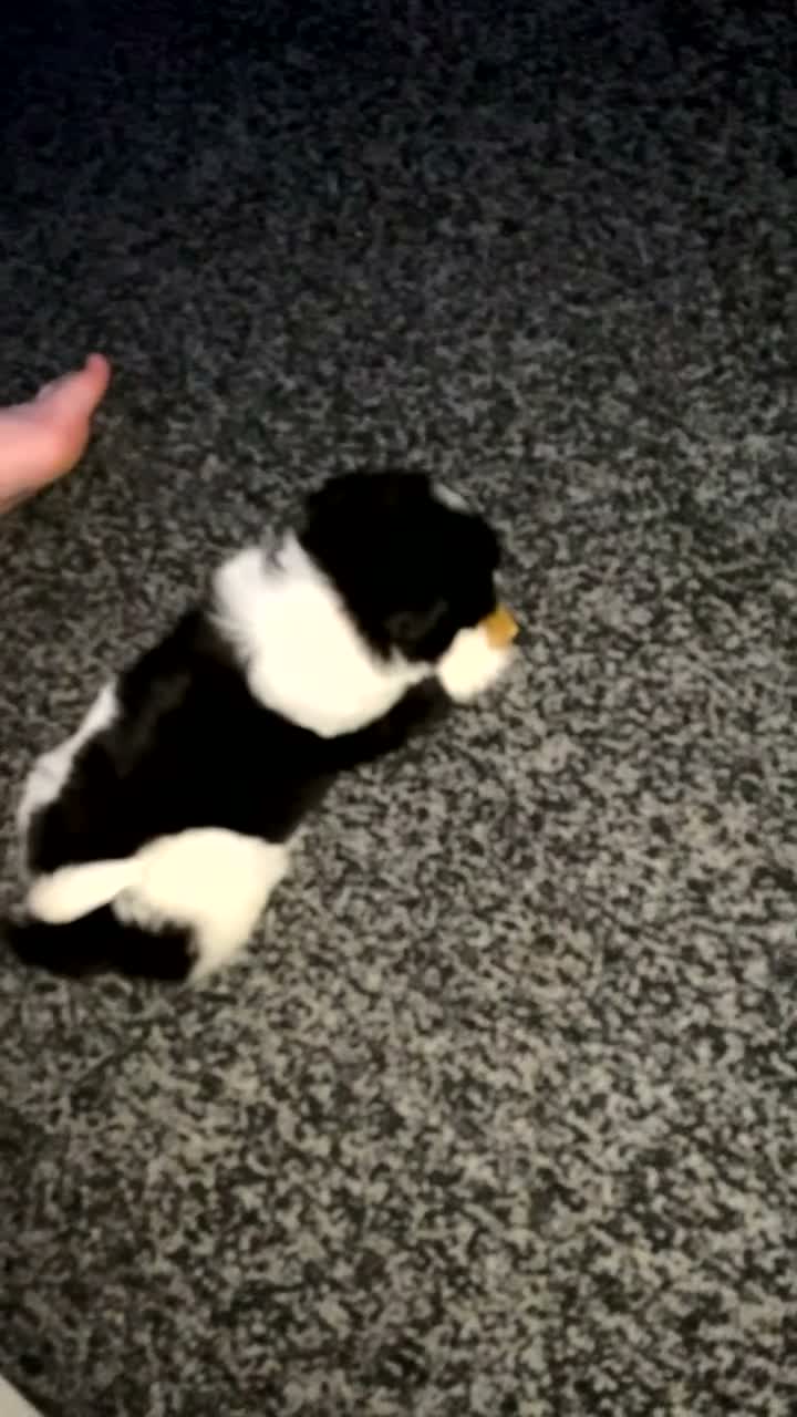 Pomeranian dogs for sale: Pomeranian puppy - 3 months old - Video 1