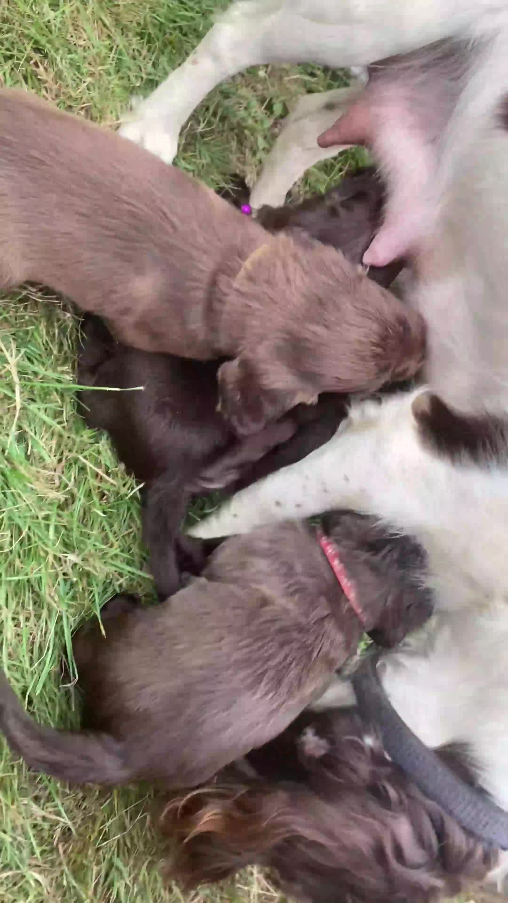 Sprocker dogs for sale: Last 2 girls available chocolate Sprockers - Video 1