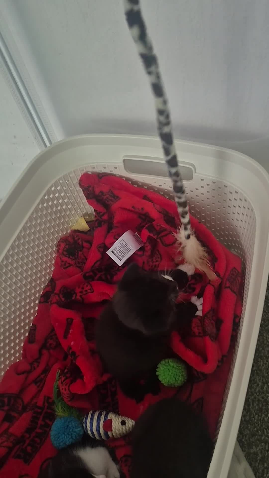 British Shorthair cats for sale: Female and male kittens ready june.  - Video 2