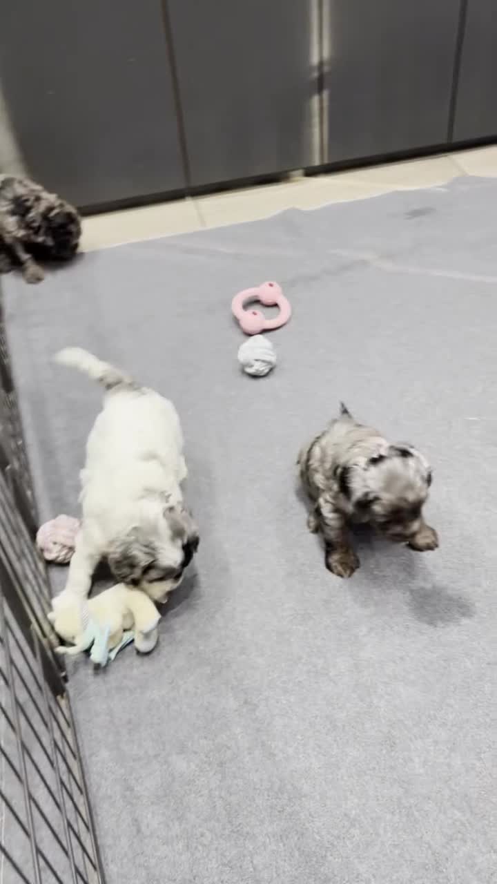 Cockapoo dogs for sale: Unique Rare Merle F1B Cockapoo Puppies - Video 1