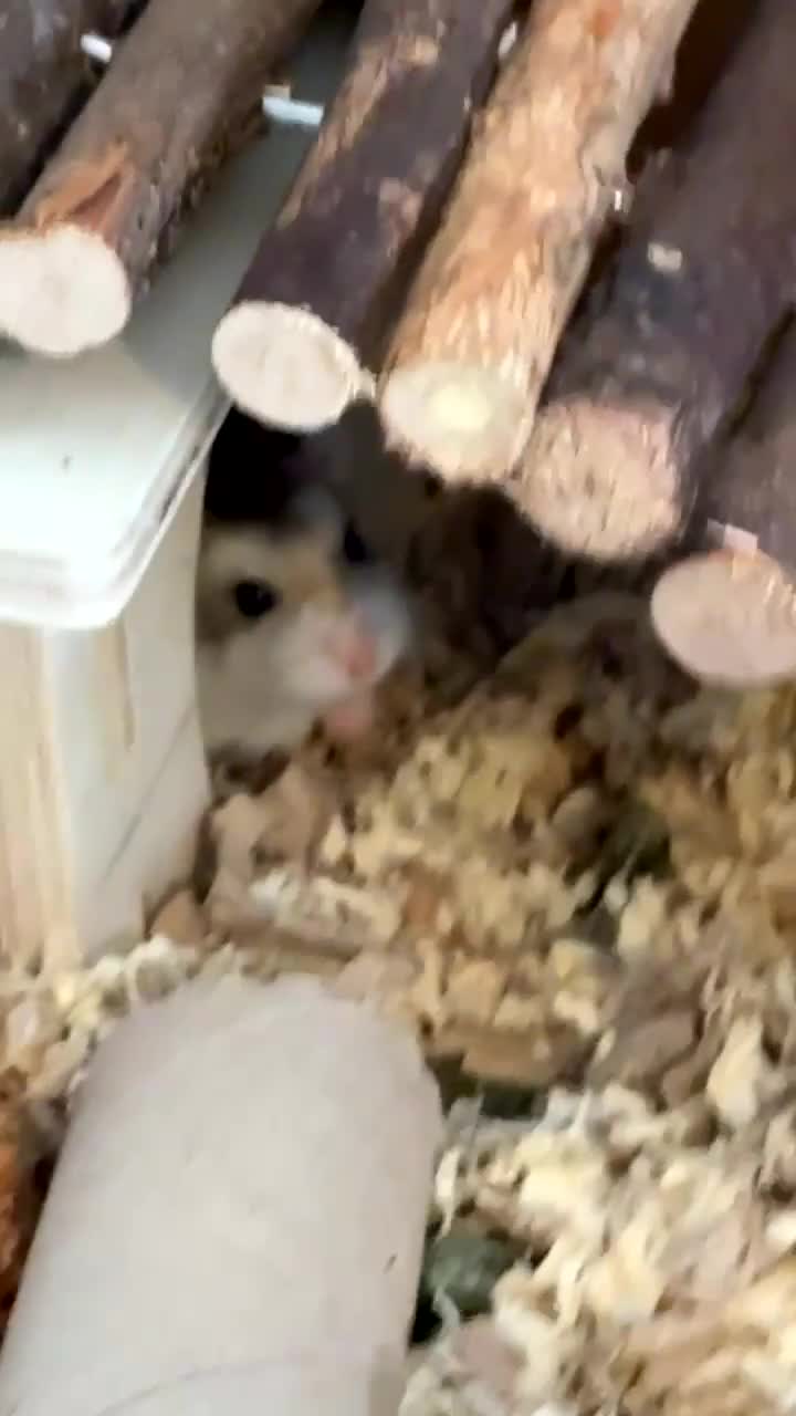 Hamster rodents for sale: One year old? Dwarf hamaster  - Video 1
