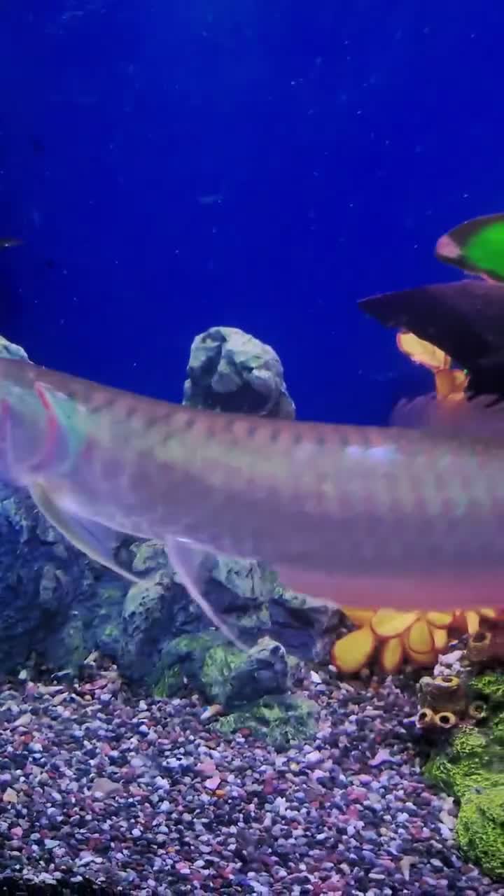 Other/Mixed Breed fish for sale: Full Aquatic Stocklist Manchester Pet's & Aquatics - Video 3
