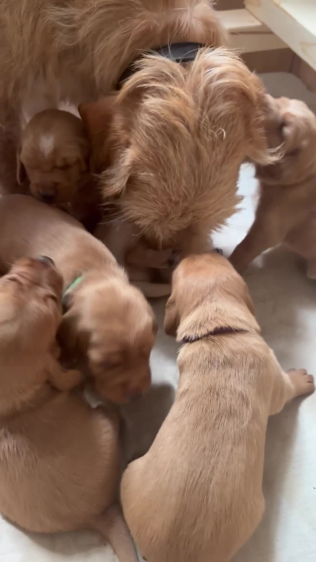 Mixed Breed dogs for sale: Beautiful working line and family pups  - Video 1
