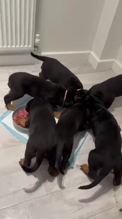 Rottweiler dogs for sale: ROTTWEILER PUPPIES- READY NOW - ONLY ONE LEFT!! - Video 1
