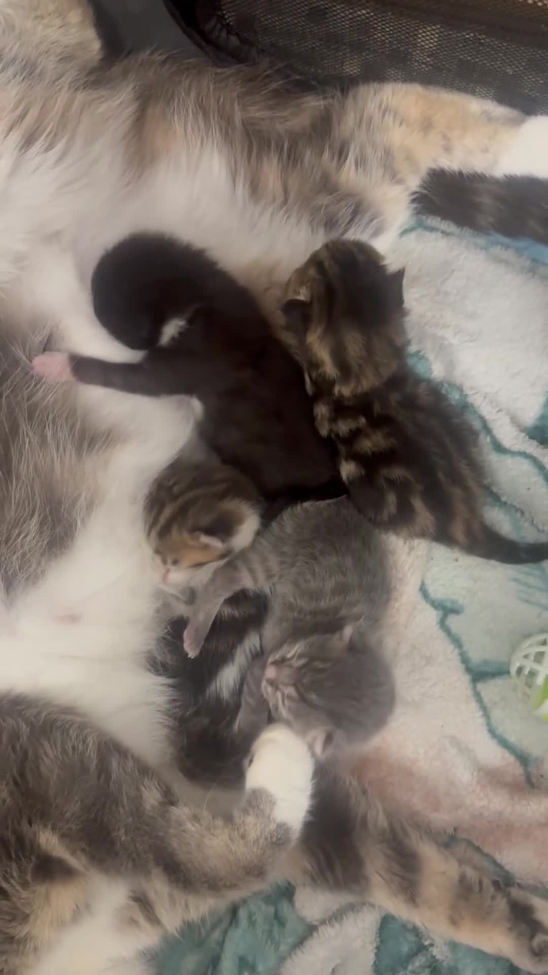 Mixed Breed cats for sale: Gorgeous long hair and shorthair kittens  - Video 1