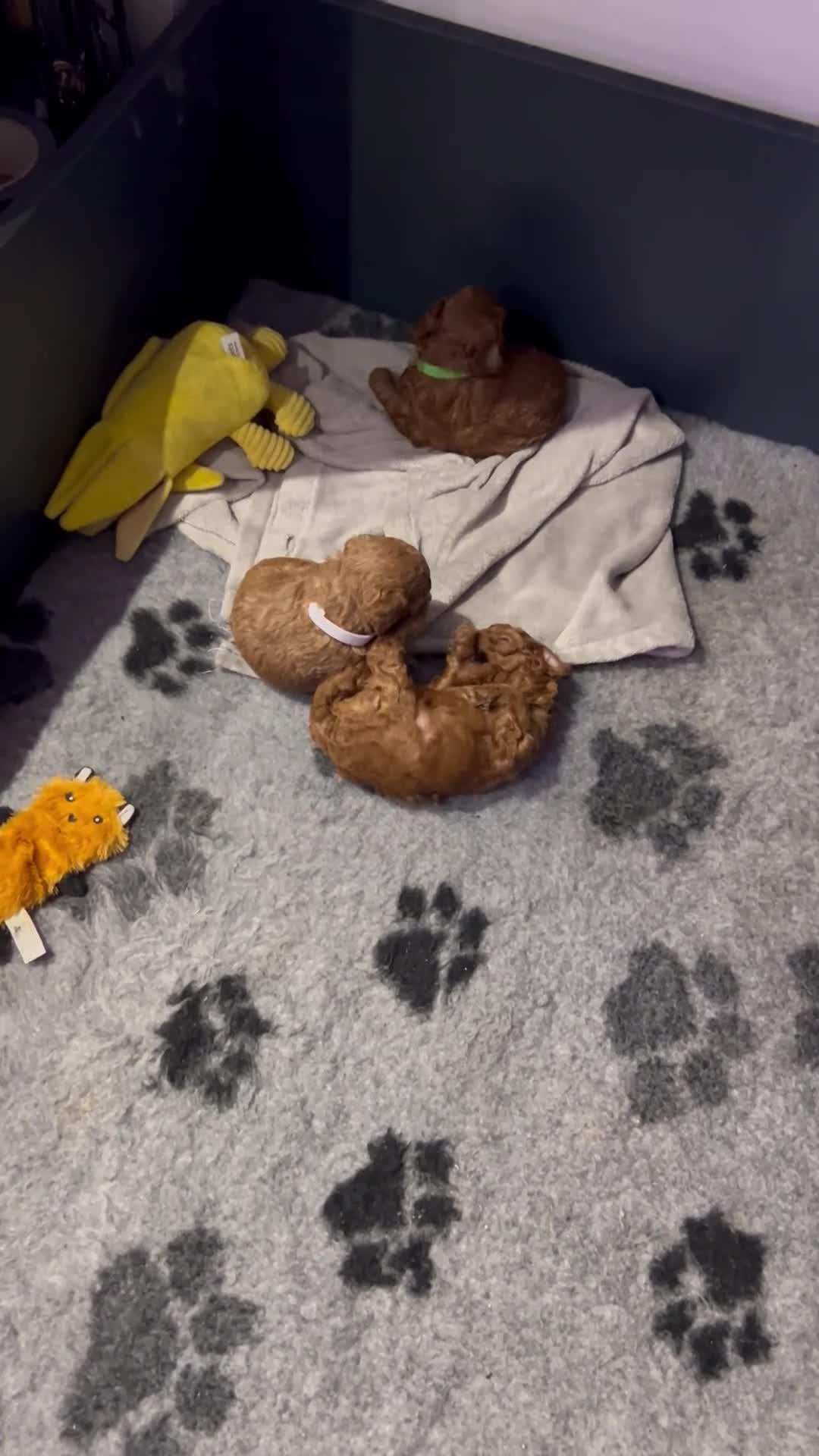 Toy Poodle dogs for sale: Tiny Toy Poodles - Video 1