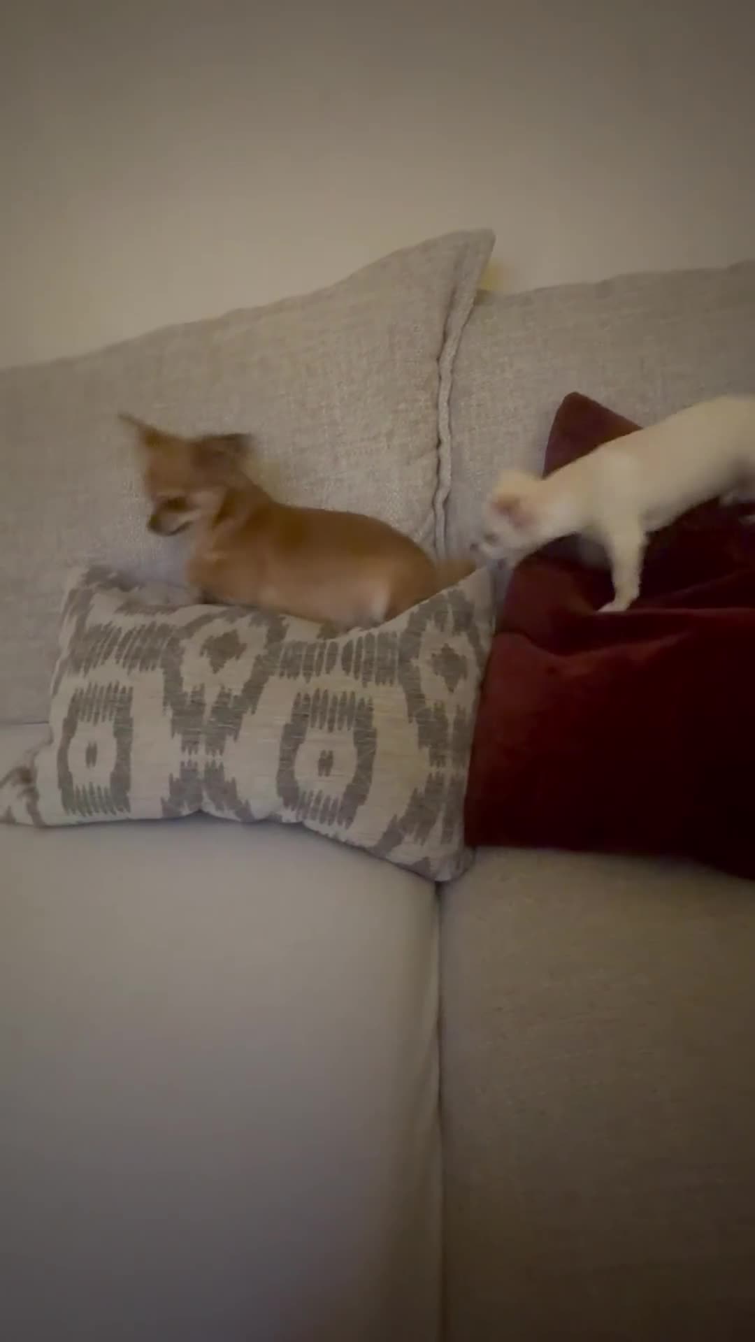 Mixed Breed dogs for sale: Beautiful chihuahua X puppies - Video 2