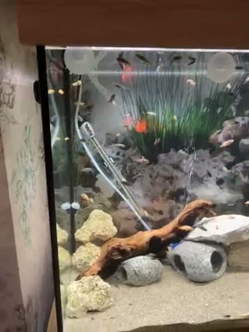 Cichlids fish for sale: Malawi Cichlids fry  - Video 1