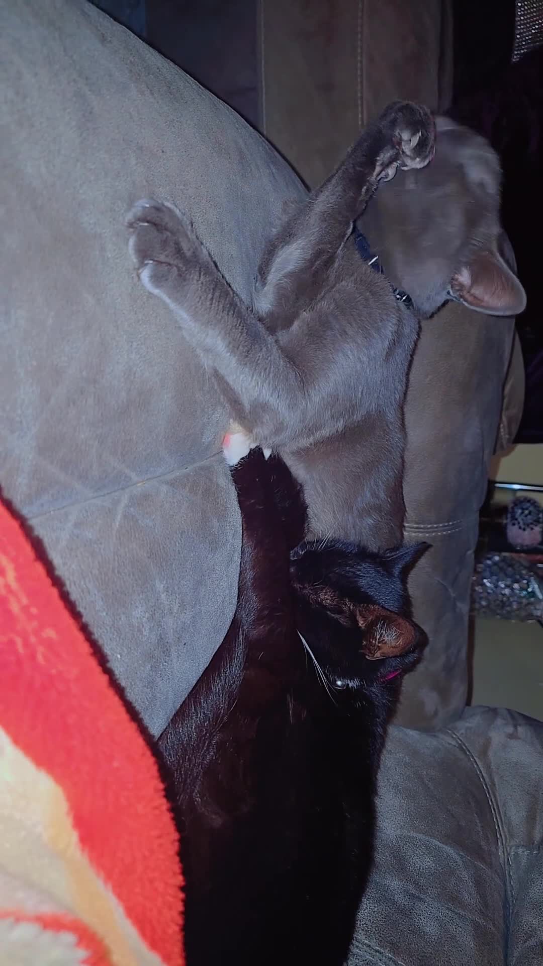 Mixed Breed cats for sale: Two Loving Cats Looking for a Forever Home  - Video 1