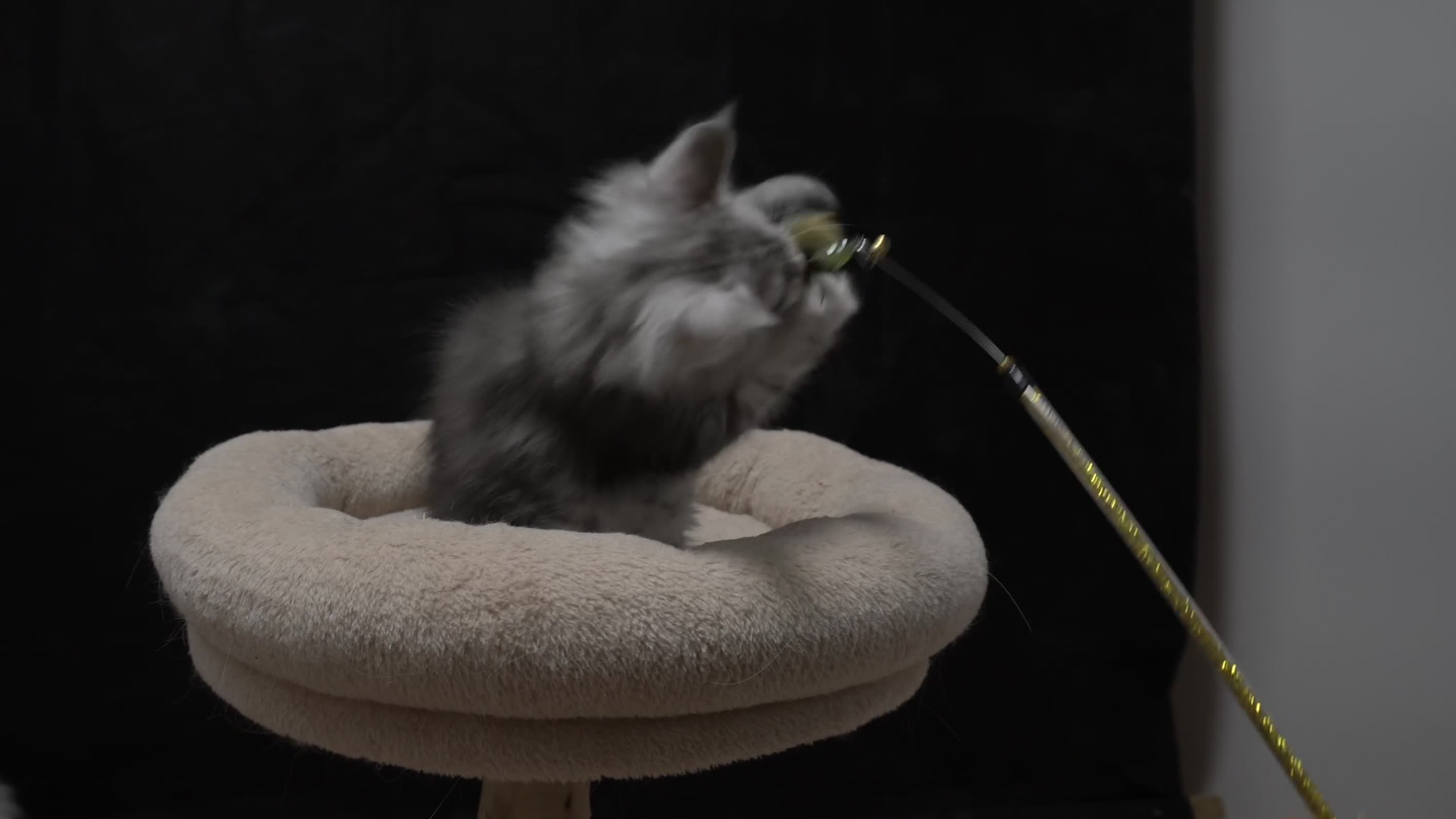 Maine Coon cats for sale: Black Silver classic tabby Mainecoon kittens - Video 1