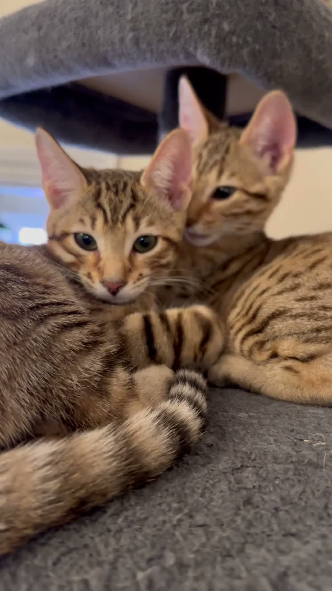 Bengal cats for sale: Rare Pure Bengal kittens  - Video 1