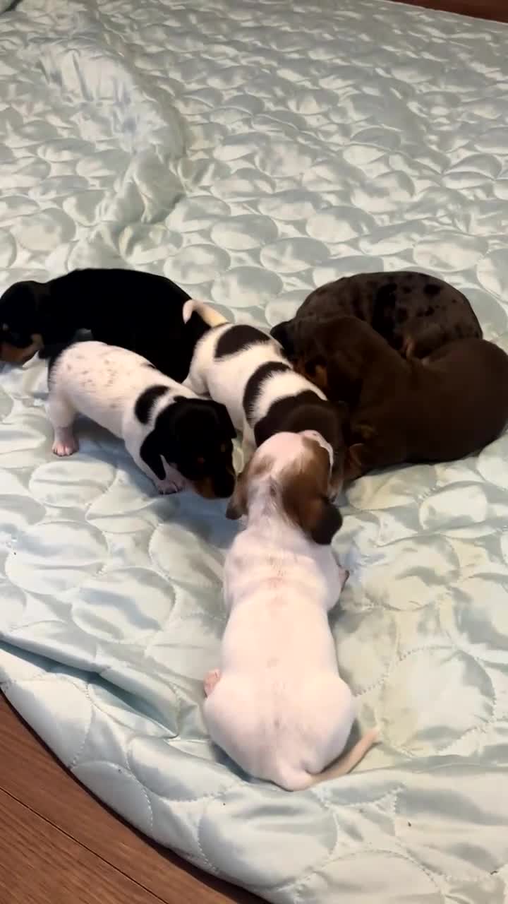Miniature Dachshund dogs for sale: Miniature Dachshund puppies - Video 1