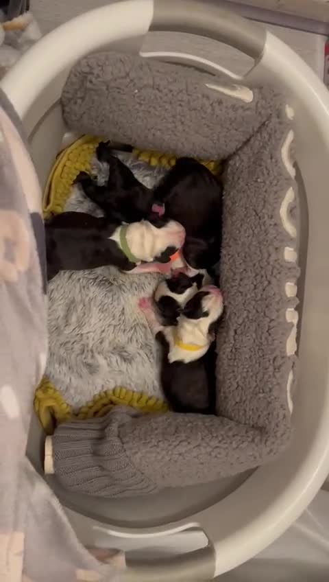 Boston Terrier dogs for sale: Gorgeous chunky Boston terrier pups - Video 3