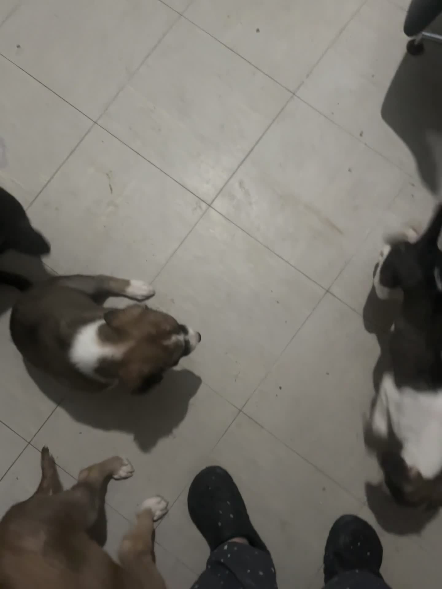 Saluki dogs for sale: Saluki - Video 2