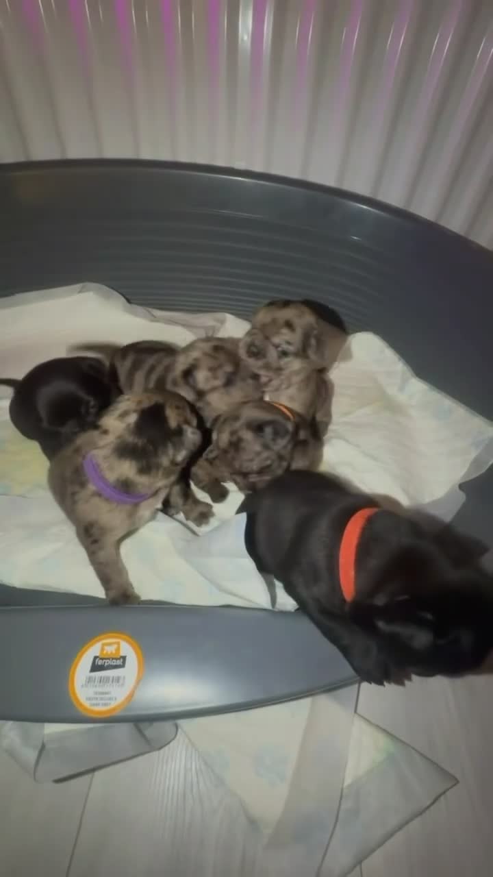 Frug dogs for sale: 🐾💕 BEAUTIFUL FRENCHIE X PUG PUPPIES 💕🐾 - Video 1