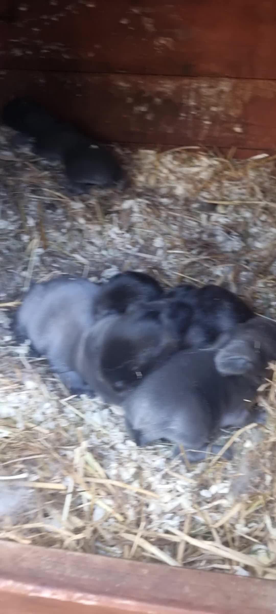 Mini Lop rabbits for sale: 1 x Mini Lion Lop ready to collect 23 September - Video 1