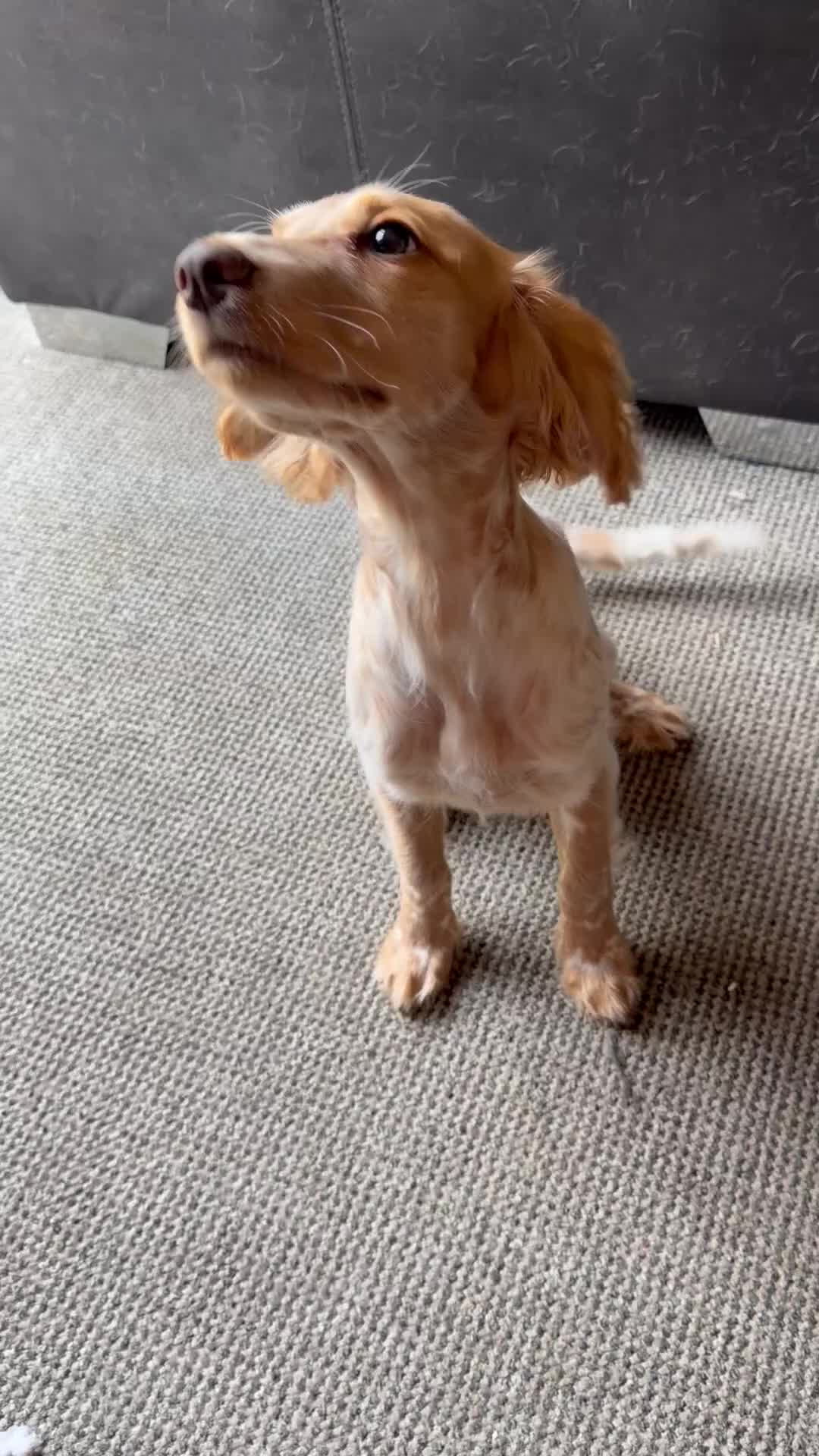 Cocker Spaniel dogs for sale: Stunning cocker spaniel  - Video 1
