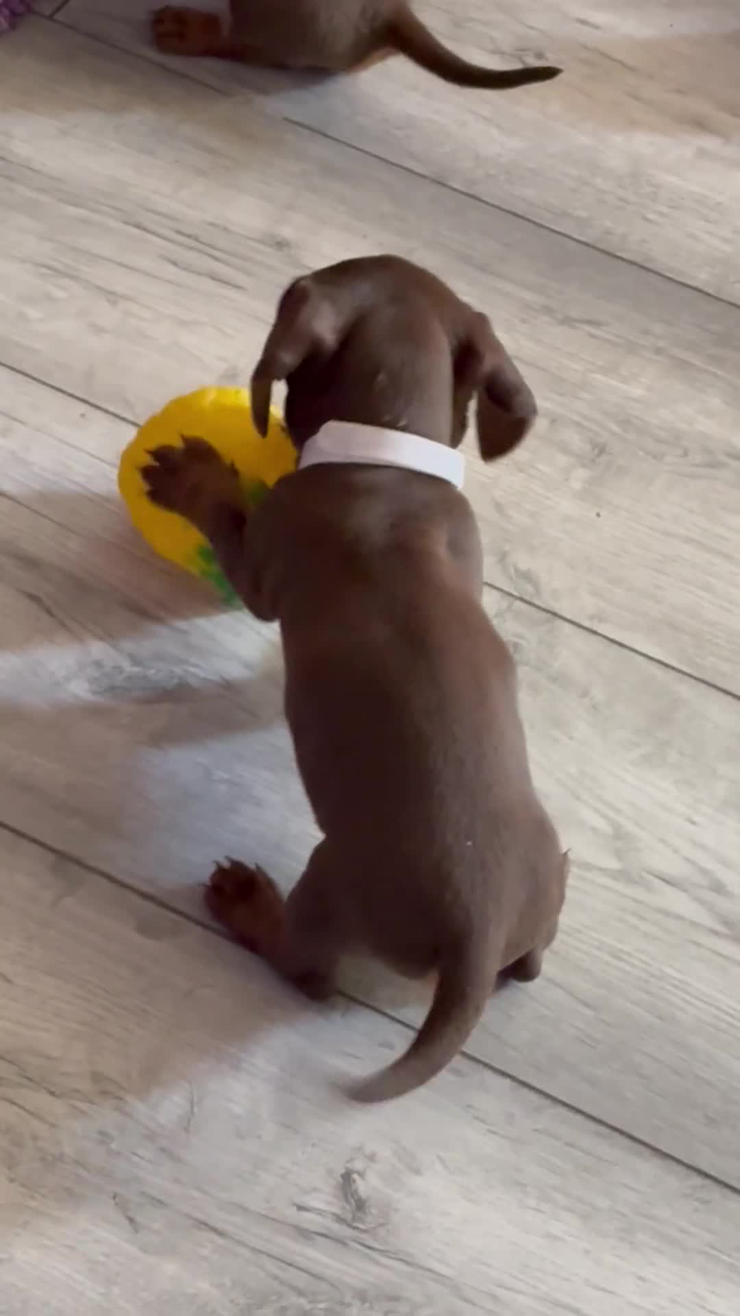 Miniature Dachshund dogs for sale: Miniature dachshund puppies  - Video 5