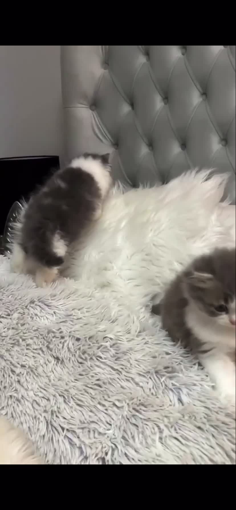 Persian cats for sale: Dollface Persian Kittens  - Video 1