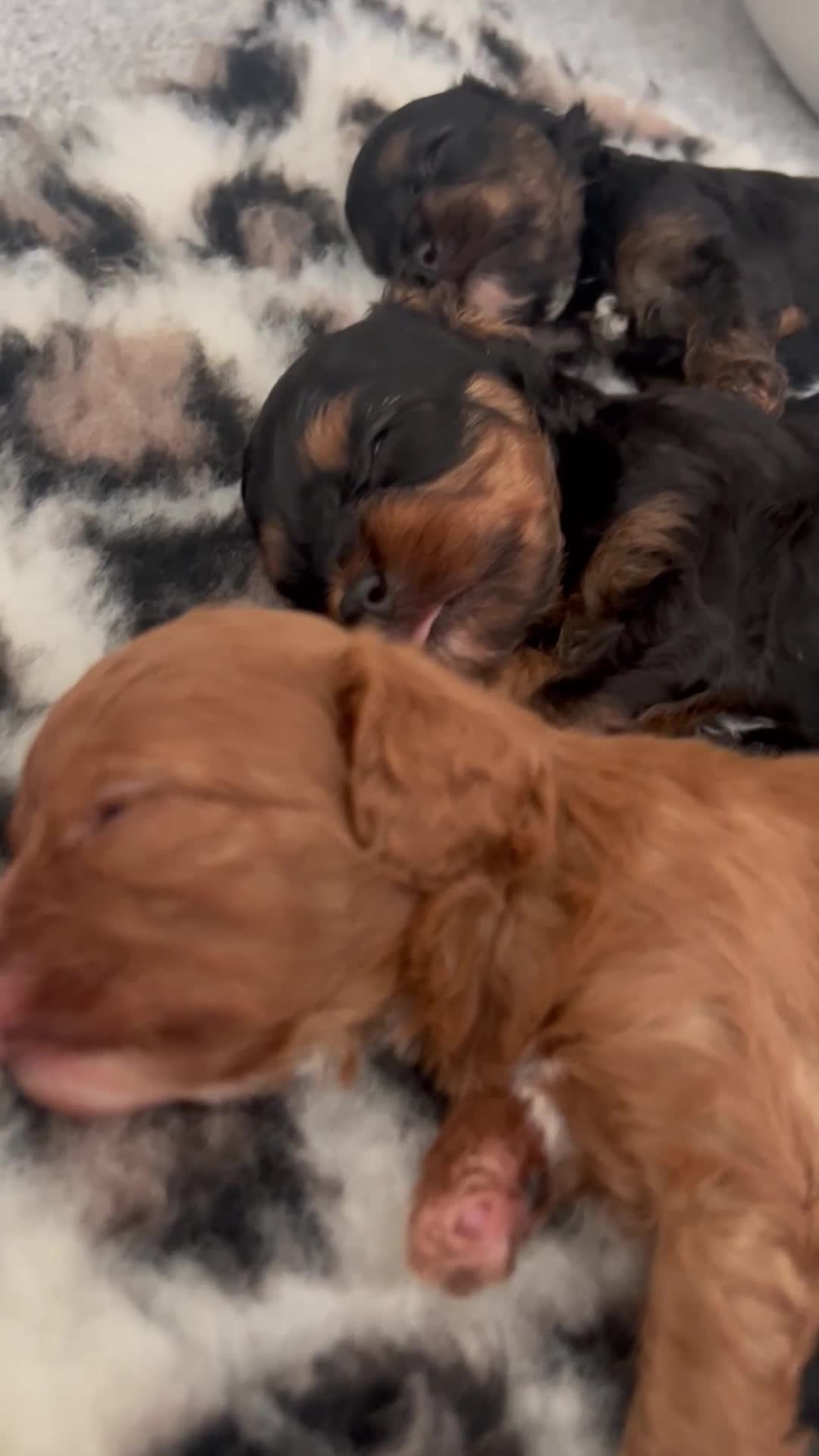 Cavapoo dogs for sale: F1 TOY CAVAPOO BOYS MY LITTLE PRINCESS  - Video 2