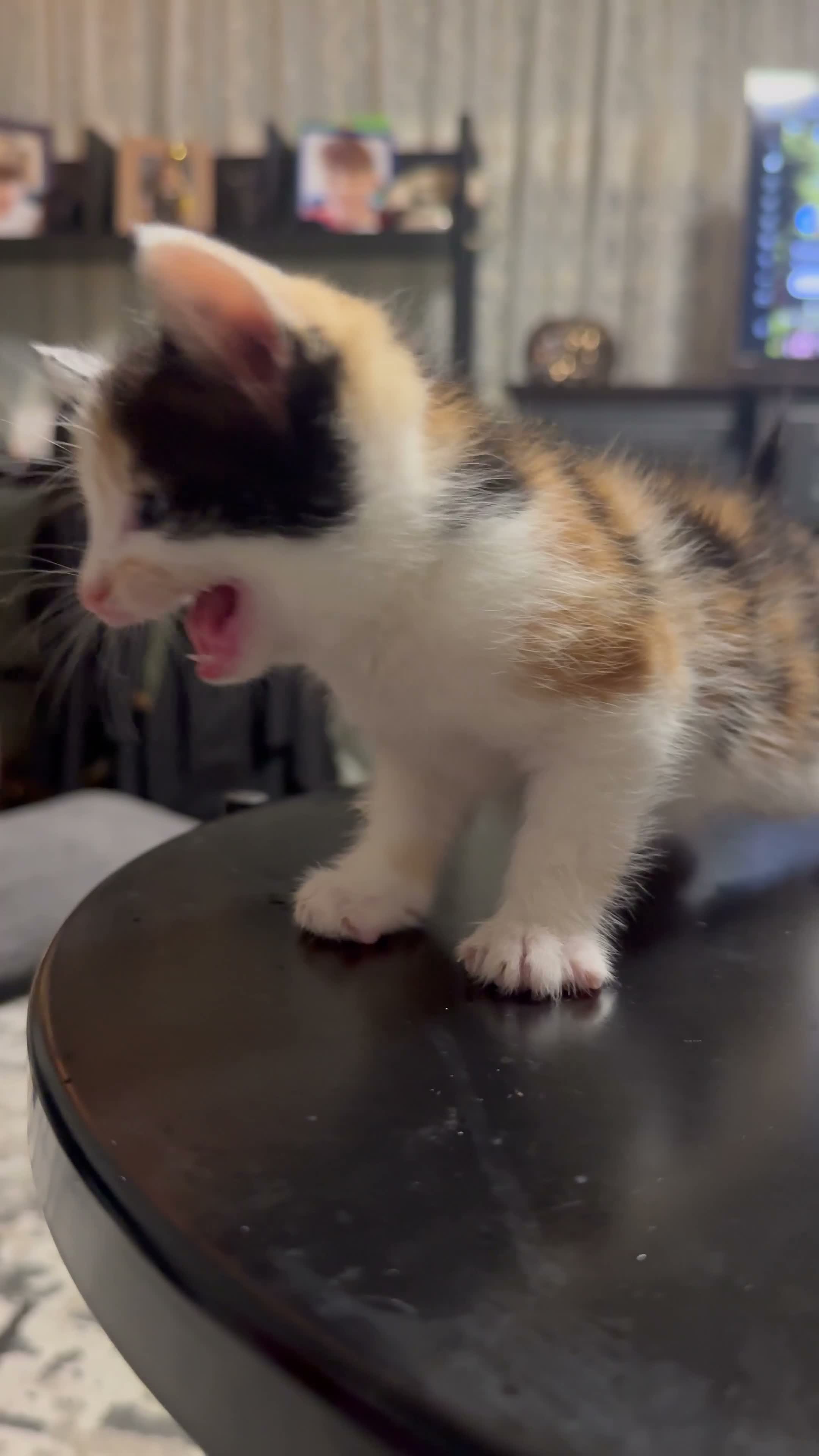 Mixed Breed cats for sale: Kao Mani Mix - Video 2