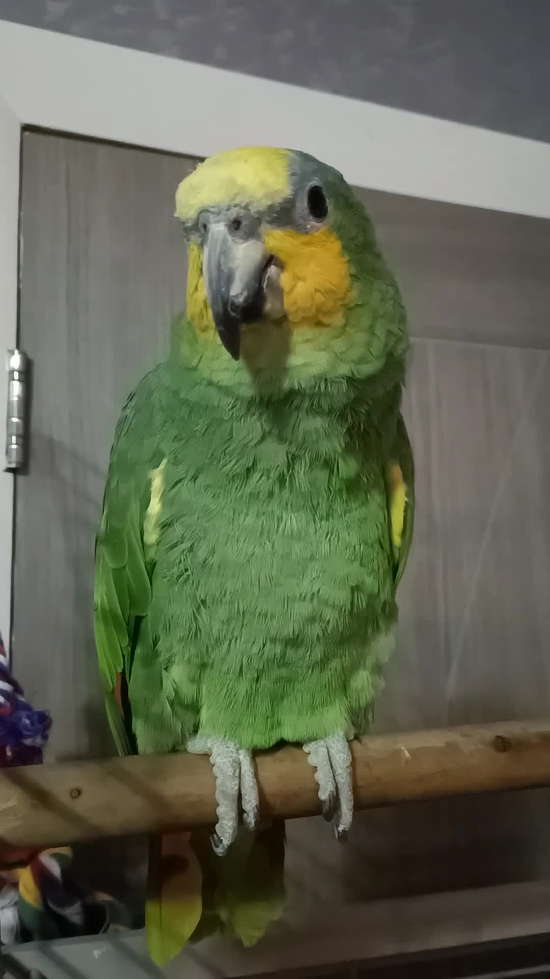 Parrots birds for sale: Orange winged Amazon - Video 1