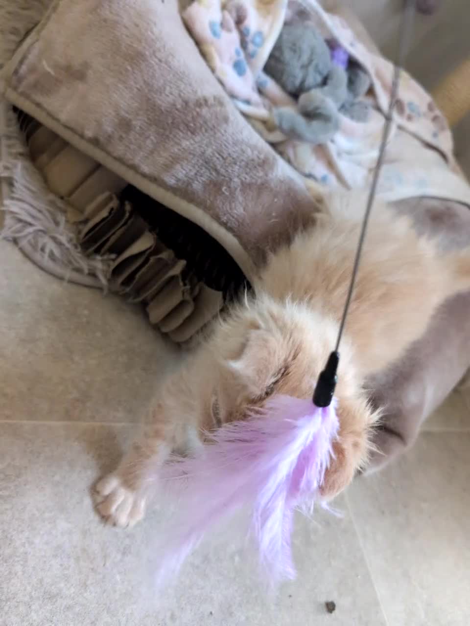 Maine Coon cats for sale: Stunning Tica pedigree boy kitten.  - Video 1