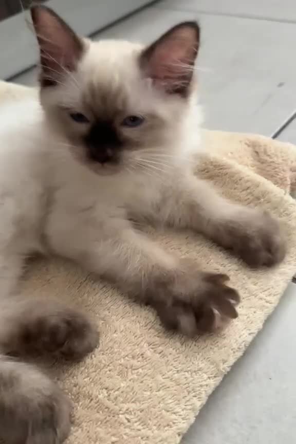 Ragdoll cats for sale: Ragdoll kitten looking for new home  - Video 1
