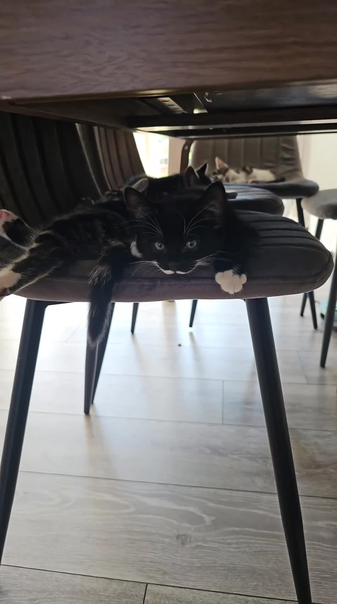 Mixed Breed cats for sale: Beautiful friendly kitties 💖 ready for homes 💕 - Video 1