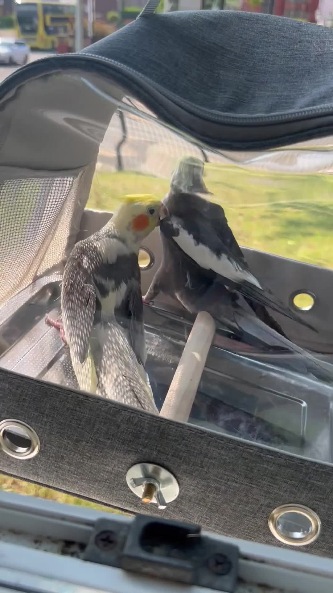 Cockatiels birds for sale: One female one male cockatiels - Video 1