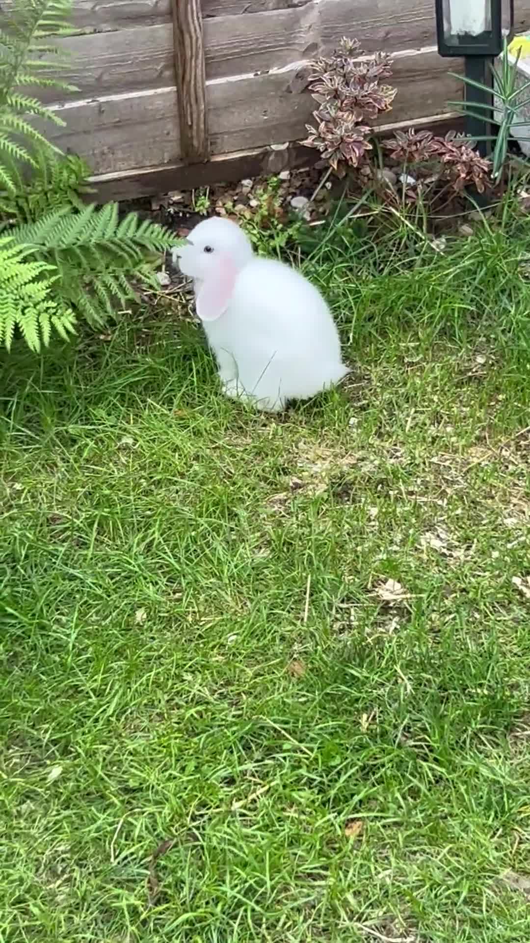 Mini Lop rabbits for sale: Mini Lop Boy – 11 Weeks Old - Video 1