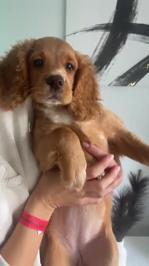 Cocker Spaniel dogs for sale: Last two beautiful working cocker spaniels🖤 - Video 2