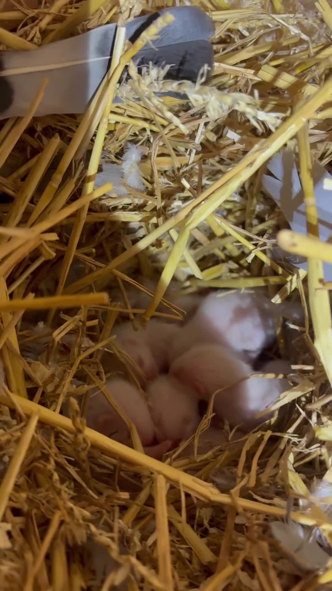 Ferret rodents for sale: Albino kits looking for new 🏡  in Sheffield - Video 3