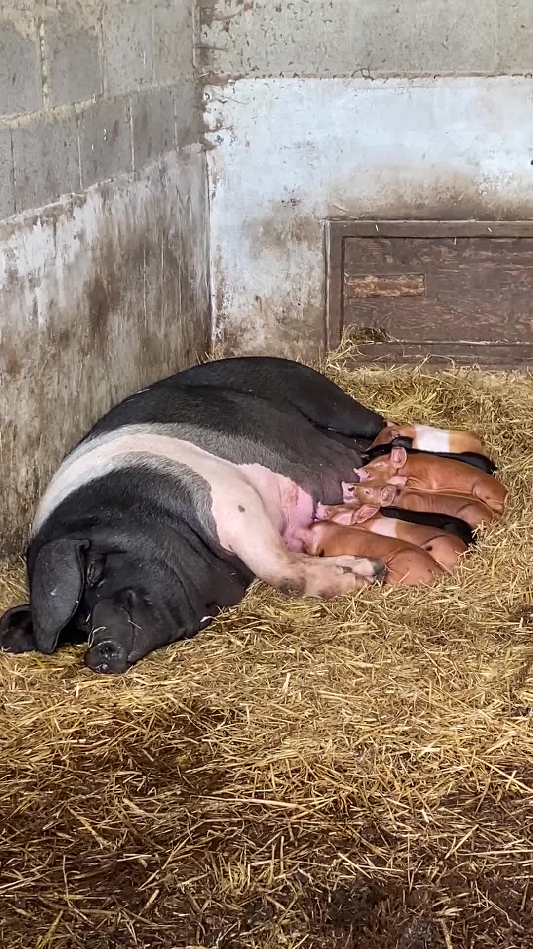 Pig livestock for sale: Saddleback x Tamworth Weaners  - Video 1