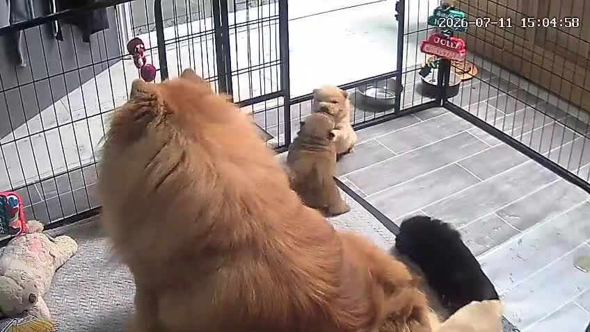 Chow Chow dogs for sale: Show stopping DWKC chow chow pups - Video 2