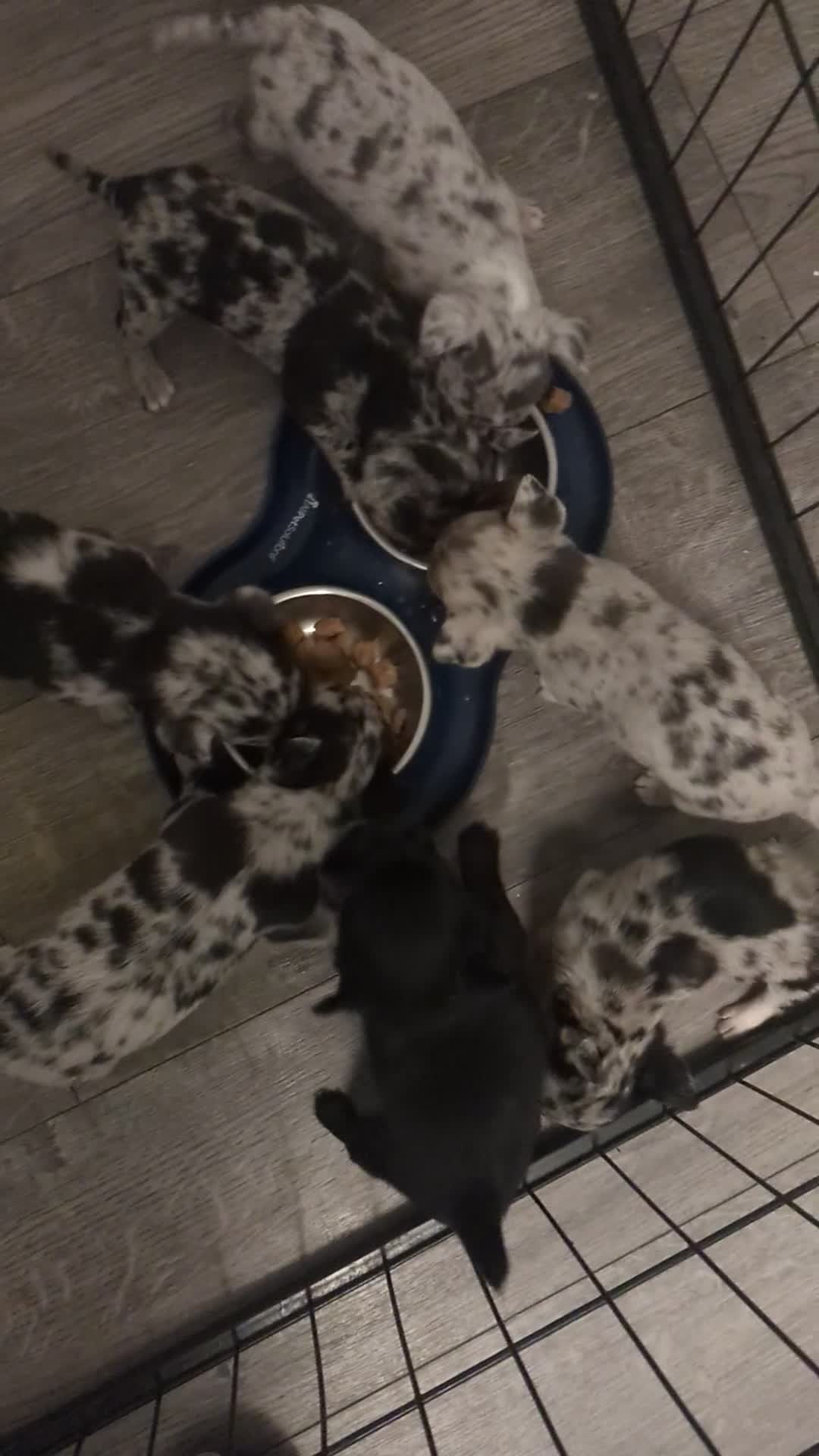 Chihuahua dogs for sale: Merle Chihuahua puppies  - Video 1