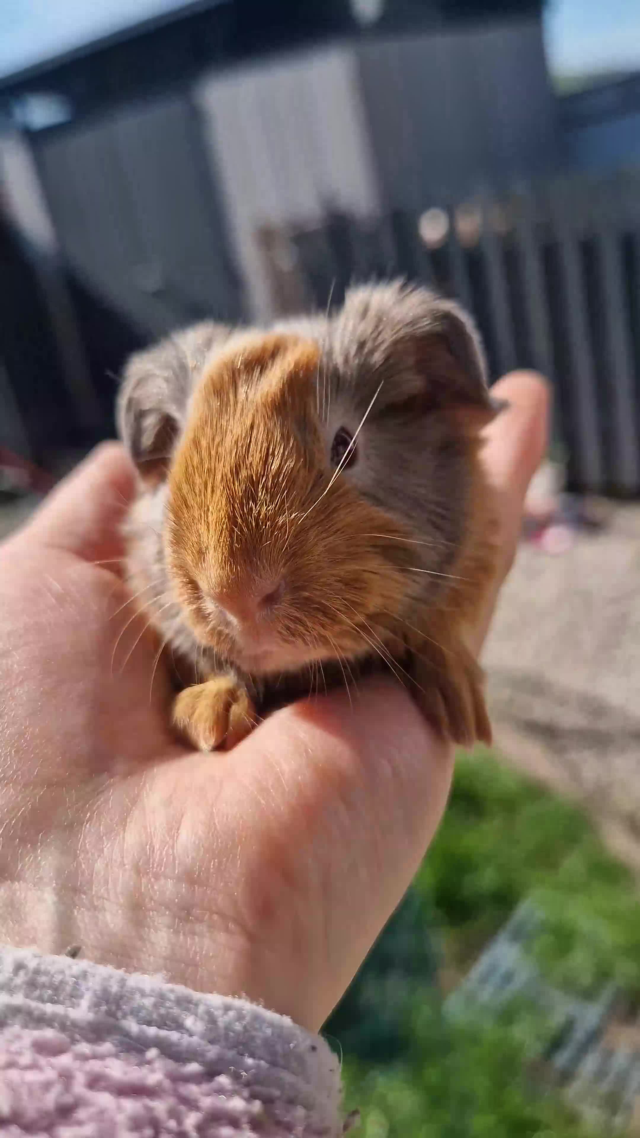 Guinea Pig rodents for sale: Beautiful Sheltie boy available on 27th May 2026  - Video 1