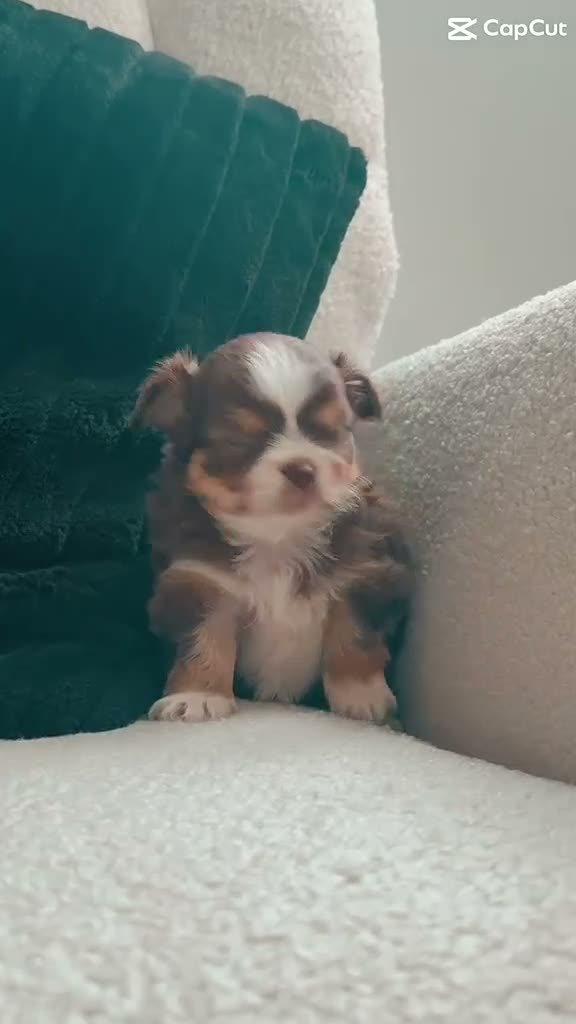 Chihuahua dogs for sale: Tiny Long Haired Chihuahua puppies  - Video 1