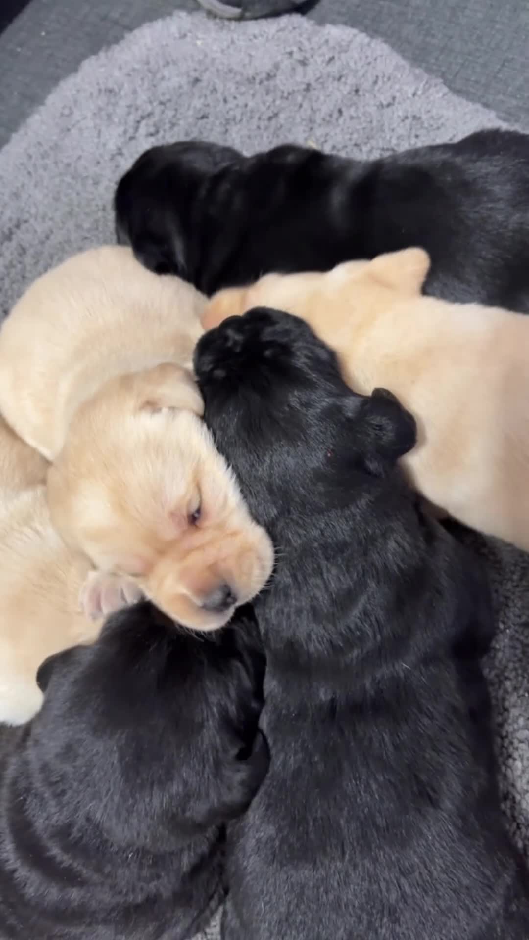 Labrador Retriever dogs for sale: Beautiful lab puppies looking forever homes ❤️ - Video 2