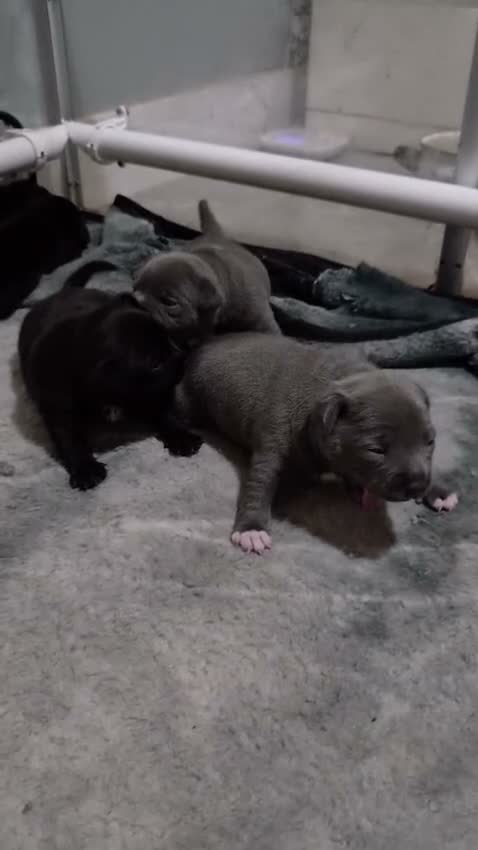 Staffordshire Bull Terrier dogs for sale: Kc champion lined Staffordshire bull terrier pupps - Video 1